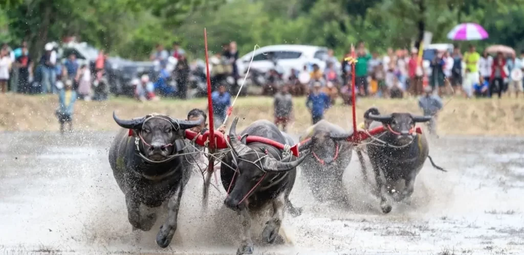 Wing Kwai Festival Thaiand